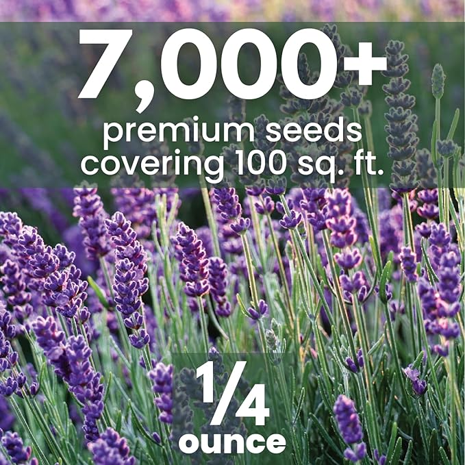 Lavender – 7,000 Seeds for Planting – 2026 Season – 1/4 Ounce Pouch