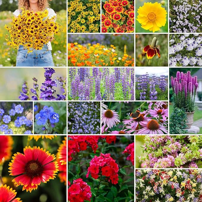Eden Brothers North American Native Wildflower Mixed Seeds for Planting, 1/4 lb, 120,000+ Seeds with Birds Eyes, Lupine | Attracts Pollinators, Plant in Spring or Fall, Zones 3, 4, 5, 6, 7, 8, 9, 10