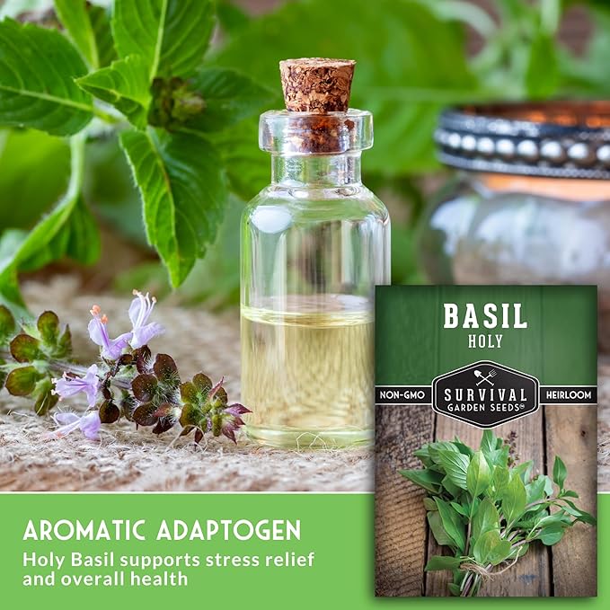 Holy Basil Seed for Planting - Indian Sacred Herb Tulsi Seeds to Grow in Your Home Vegetable Garden - Non-GMO Heirloom Variety - Survival Garden Seeds (3 Packs)