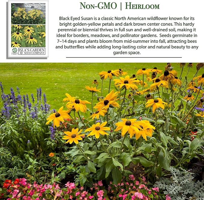 Black Eyed Susan Seeds (Rudbeckia hirta) – 3000+ Non-GMO & Heirloom Flower Seeds, Bright Yellow Blooms with Dark Centers, by Isla’s Garden Seeds, Great for Pollinators & Wildflower Gardens