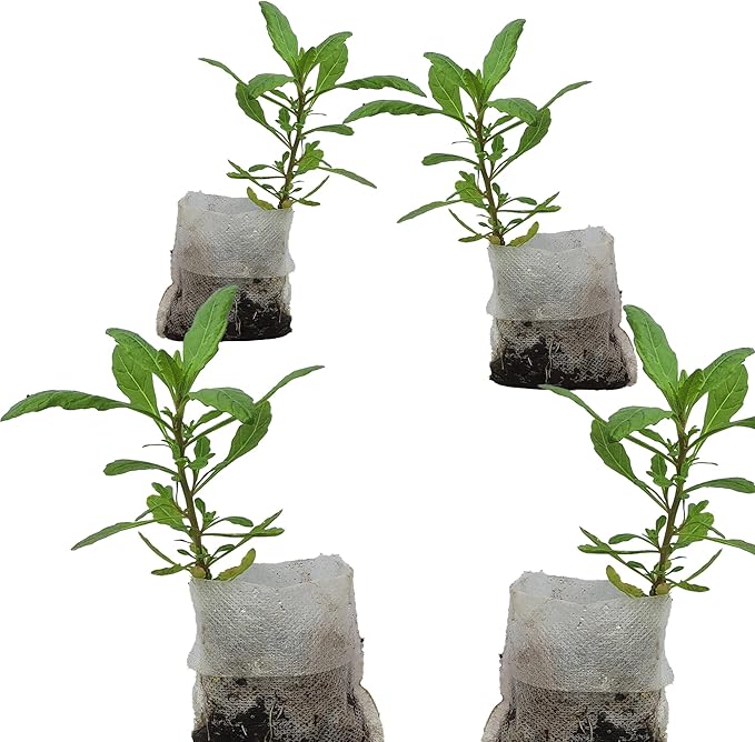 Live Epazote Plant/Mexican Tea. Year's Supply. Family+Friends Pack. Helps Immunity, Digestion, Metabolism. Flavorful, Pungent, Fresh, Edible. Easy Grow. Indoor/Outdoor. (4 Epazote in Sac)