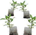 Live Epazote Plant/Mexican Tea. Year's Supply. Family+Friends Pack. Helps Immunity, Digestion, Metabolism. Flavorful, Pungent, Fresh, Edible. Easy Grow. Indoor/Outdoor. (4 Epazote in Sac)
