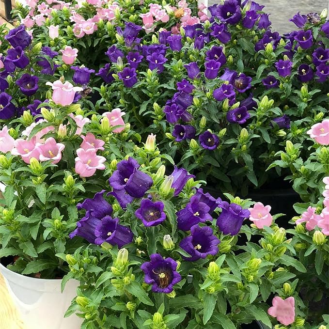 300+ Campanula Canterbury Bells Flower Seeds for Planting, Mixed Color Campanula Flower Seed, Biennial Non-GMO Beautiful Flower Seed for Small Garden Border, Home Outdoor