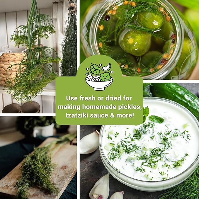 Sow Right Seeds - Dill Seed Collection for Planting - 2 Varieties Compact and Bouquet - Non-GMO Heirloom Packet with Instructions to Grow Kitchen Herb Garden - Indoors or Outdoors - Fragrant Culinary