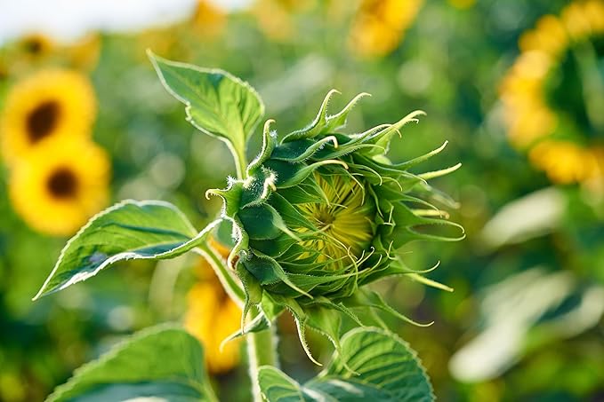 Mammoth Sunflower Seeds for Planting - Grow Giant Sun Flowers in Your Garden - 50 Non GMO Heirloom Seeds - Full Planting Instructions for Easy Grow - Great Gardening Gifts (5 Packets)