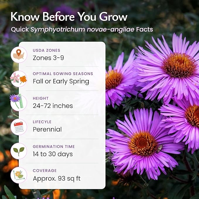 Created By Nature, New England Aster Seeds, Pink and Purple Perennial Flower Seeds, Non-GMO, Pollinator Friendly, 2,500 Seeds, Covers Up to 93 sq. ft. (Symphyotrichum novae-angliae)