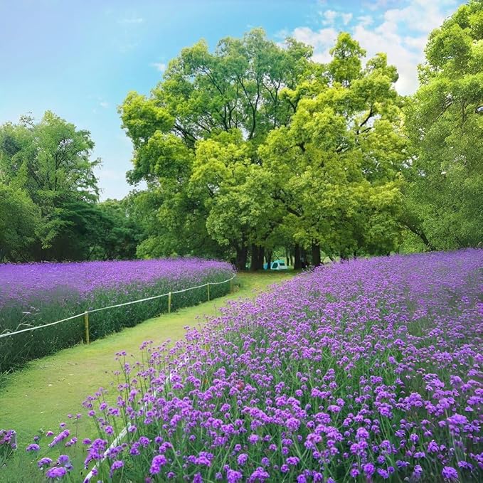 Verbena Flower Seeds 5000 – Vibrant Mixed Variety – Easy-Grow, Drought-Resistant Blooms for Beds, Borders & Pollinator Gardens