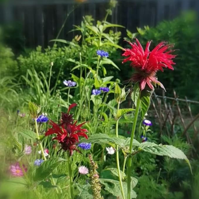 1000 Bee Balm Flower Seeds – Bright Red Perennial Blooms for Pollinator-Friendly Gardens