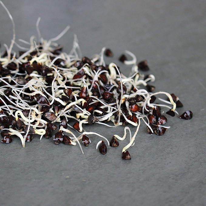 Organic Sprouting Seed Mix – 2.5 lb – 10 Varieties: Alfalfa, Mung Bean, Broccoli, Lentil, Clover, Buckwheat, Radish, Bean Salad, More