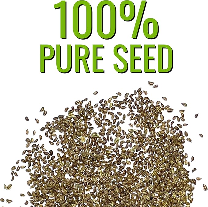 Seed Needs Celery Seeds for Planting Utah 52-70 Celery - Non-GMO, Heirloom & Untreated - Grow a Home Grown Outdoor Vegetable Garden for Fresh Produce (2 Packs)