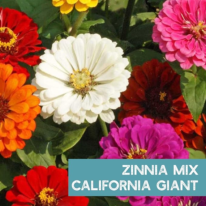 Zinnia Seeds for Planting Outdoors ~3000 California Giant Mix Zinnia Seeds - Beautiful 4' Tall Wildflower Blossoms - Zinnia elegans Pollinator Seed Mix - Bright, Cheerful Annual Flower Seed