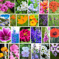 Hummingbird & Butterfly Wildflower Seed Mix - 5 g Packet - Wild Flower Seed Mixture: Alyssum, Lemon Mint, Foxglove, More