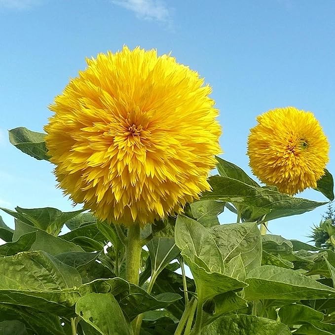 Mix Sunflower Seeds for Planting, 500+pcs Rare Perennial Sunflower Flowers Seeds to Plant, Non-GMO Heirloom Colored Beauty Flowers Plants Attracts Pollinators for Home Garden Outdoors