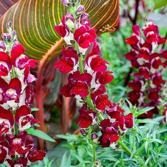Park Seed Snap Dragon Flower Plant Seeds – Night and Day Variety with Striking Scarlet and White Blooms, Cool-Season Scented Annual for Beds and Borders, Bold Contrast for Spring and Fall, Pack of 100