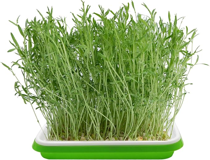 5 Layers Seed Starter Kit - Seed Sprouter Trays with Clear Lid & Stainless Steel Shelf, Soil-Free Germination Trays for Indoor/Outdoor Microgreens, Wheatgrass Mung Beans Cat Grass & Seedling Growing