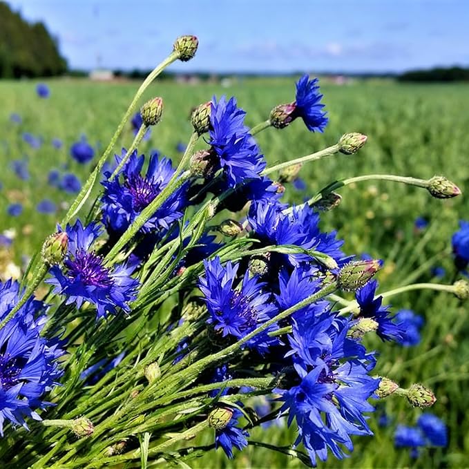Cornflower Seeds for Planting, 3000+ Mix Centaurea Flower Seed, Non-GMO Heirloom Cornflower Seed for Garden Home Outdoor