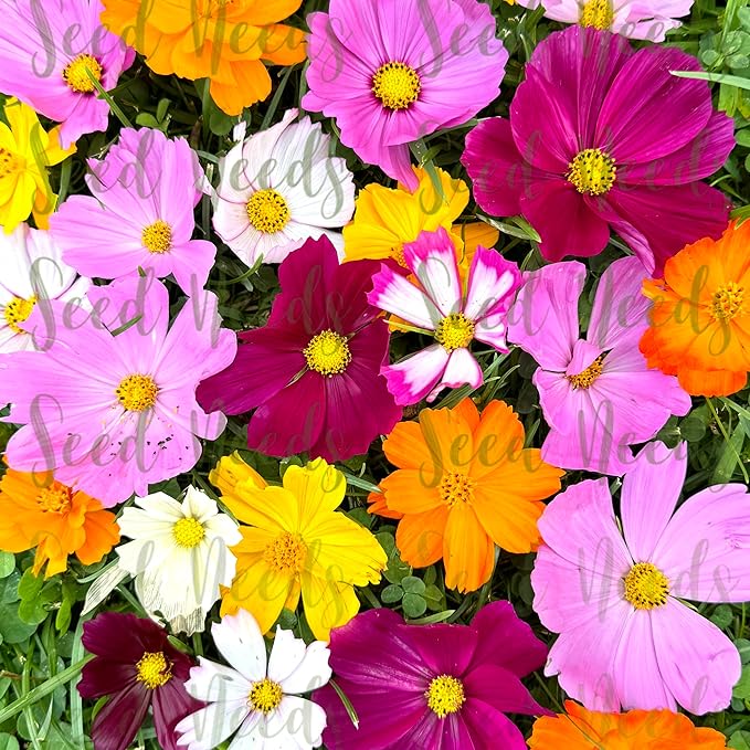 Seed Needs Flower Seeds Cosmos Crazy Blend No Filler 10+ Varieties | Cosmo Bipinnatus Open Pollinated Untreated | Resealable Packaging Keeps Seeds Fresh | Cosmos Flowering Seed Mix (5 Bulk Packs)