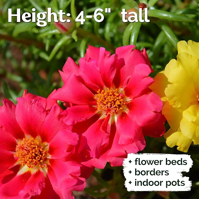 KVITER 15,000 Mix Moss Rose Seeds for Planting (Portulaca grandiflora) - Heirloom Flowering Ground Cover, Purslane Double Flower Portulaca Seed - Flower Seeds to Plant Outside, Beds, Baskets