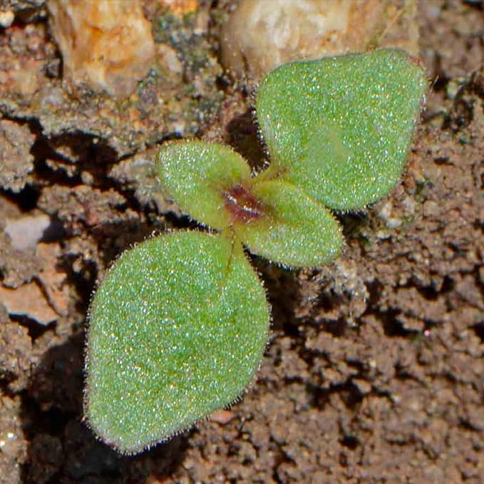 Seed Needs, Mixed Tetra Snapdragon Seeds - 1,000 Heirloom Seeds for Planting Antirrhinum majus - Annual Flowers to Attract Butterflies, Bumblebees, Honeybees & Other Pollinators (2 Packs)