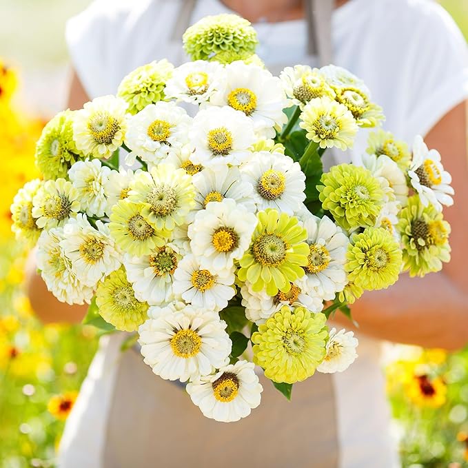 Eden Brothers Zinnia Seeds - Fresh Mix, Non-GMO Seeds for Planting, Packet | Low-Maintenance Flower Seeds, Plant During Spring, Zones 3, 4, 5, 6, 7, 8, 9, 10
