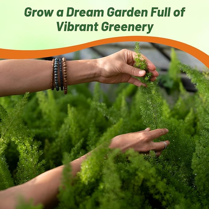 Outsidepride Meyeri Asparagus Fern Seeds - 10 Pcs. Perennial, Easy to Grow & Pollinator Friendly, Flower Seeds for Planting Evergreen Feather-Like Stems for Hanging Baskets & Summer Gardens