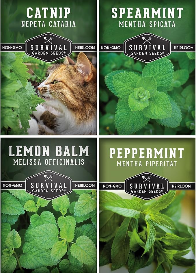 Survival Garden Seeds Mint Collection Seed Vault - Peppermint, Spearmint, Lemon Balm and Catnip Seeds - Grow Herbal Tea & Culinary Herbs - Non-GMO Heirloom Herbs for Outdoor and Indoor Gardens
