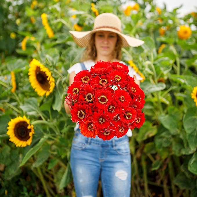 Eden Brothers Zinnia Seeds - Cherry Queen, Non-GMO Seeds for Planting, Packet | Low-Maintenance Flower Seeds, Plant During Spring, Zones 3, 4, 5, 6, 7, 8, 9, 10