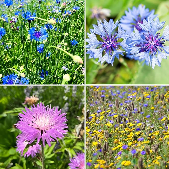 Mix Cornflower Seeds for Planting, 1000pcs Rare Perennial Cornflower Flower Seeds, Heirloom Non-GMO Open Pollinated Wildflowers for Home Garden Outdoors