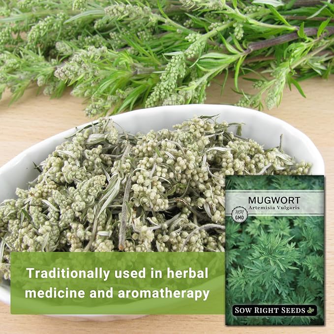 Sow Right Seeds - Mugwort Seeds for Planting - Non-GMO Heirloom Packet with Instructions to Plant an Outdoor or Indoor Herb Garden - Rare Perennial, Wild Wormwood - Medicinal & Culinary Cronewort (4)