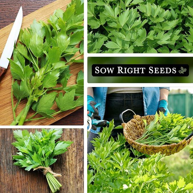 Sow Right Seeds - Lovage Seed for Planting - Culinary Herb to Plant in Your Home Herb Garden - Indoors or Outdoors - Flavorful and Productive Greens - Non-GMO Heirloom Seeds - Great Gardening Gift (1)