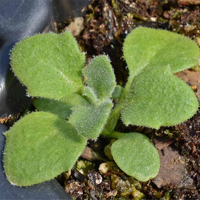 Seed Needs Purple Rockcress Seeds for Planting - Heirloom & Open Pollinated Perennial Flower Great for Rock Gardens, Groundcover, Attracts Pollinators (2 Packs)