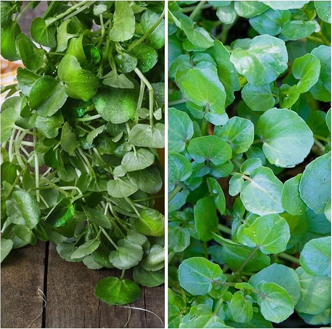 Seed Needs Watercress Seeds for Planting Nasturtium officinale - Non-GMO Heirloom & Untreated - Plant Your own Home Grown Culinary Herb Garden Indoors or Outdoors (5 Packs)