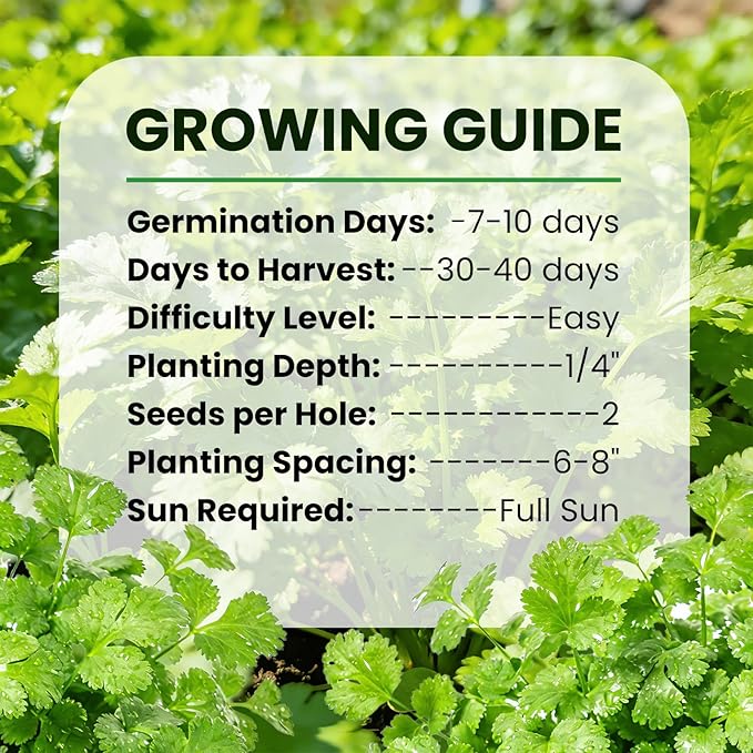 Non GMO 1200+ Cilantro Organic Seeds for Planting Indoors or Outdoors - Heirloom Coriander Seeds, Heirloom Seed for Planting Coriandrum Culinary Herb Seeds for Your Herb Garden(Cilantro Seeds)