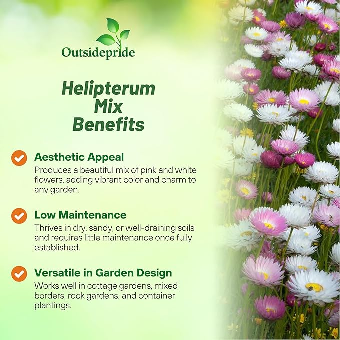 Outsidepride Paper Daisy Mix Helipterum Seeds - 2000 Pcs. Annual Low Maintenance & Pollinator-Friendly, Flower Seeds for Planting Vibrant Blooms for Gardens, Borders & Cut Flowers