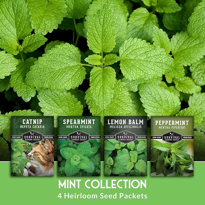 Survival Garden Seeds Mint Collection Seed Vault - Peppermint, Spearmint, Lemon Balm and Catnip Seeds - Grow Herbal Tea & Culinary Herbs - Non-GMO Heirloom Herbs for Outdoor and Indoor Gardens