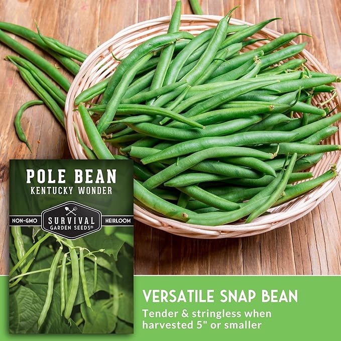 Survival Garden Seeds - Kentucky Wonder Pole Bean Seed for Planting - 3 Packets with Instructions to Plant and Grow Green Snap Beans in Your Home Vegetable Garden - Non-GMO Heirloom Variety