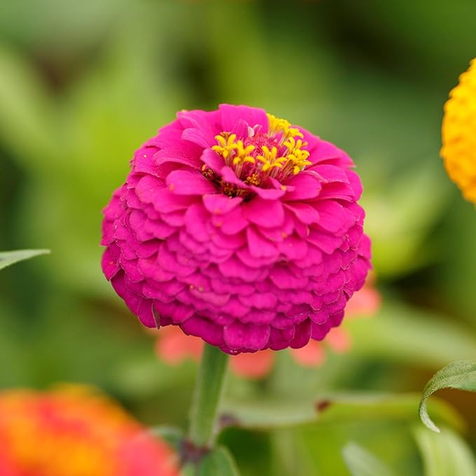 Eden Brothers Zinnia Seeds - Lilliput Mix, Non-GMO Seeds for Planting, 1 oz | Low-Maintenance Flower Seeds, Plant During Spring, Zones 3, 4, 5, 6, 7, 8, 9, 10