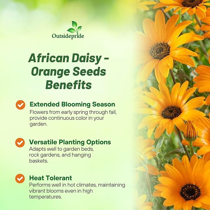 Outsidepride Orange African Daisy Seeds - 2000 Pcs. Annual Flower Seeds for Planting Outdoors with Long-Lasting Blooms, Drought-Tolerant, Easy to Grow for Sunny Gardens & Borders
