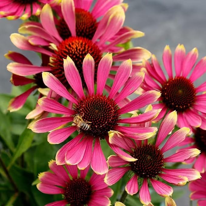100 Pink Coneflower Seeds – Non-GMO Heirloom Echinacea for Pollinator-Friendly Perennial Gardens