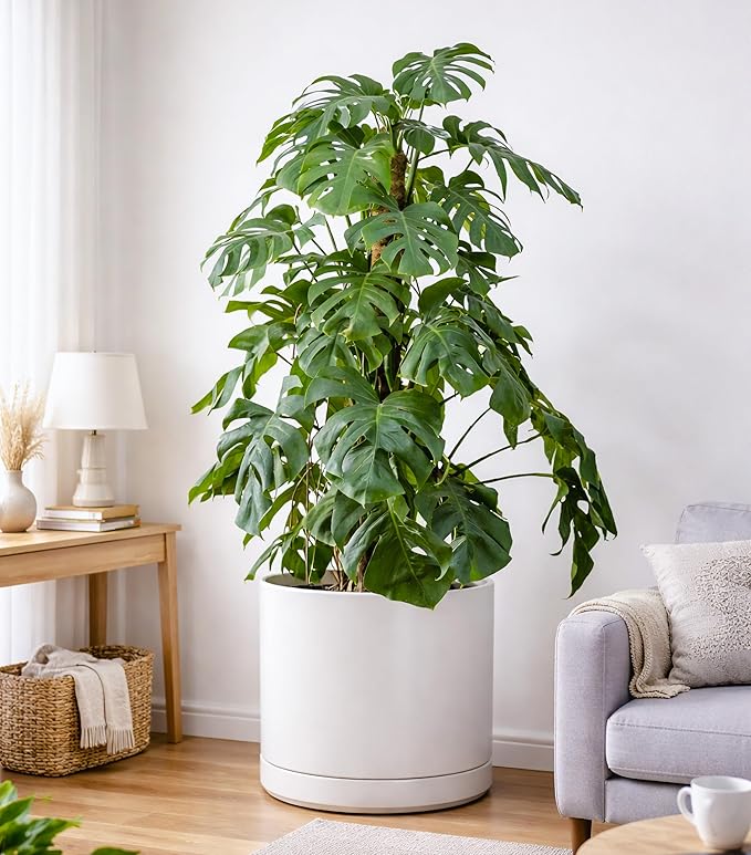 D'vine Dev 16 Inch Ceramic Planter Pot with Drainage Hole and Saucer, Indoor Cylinder Round Planter Pot, White, 94-O-H-1