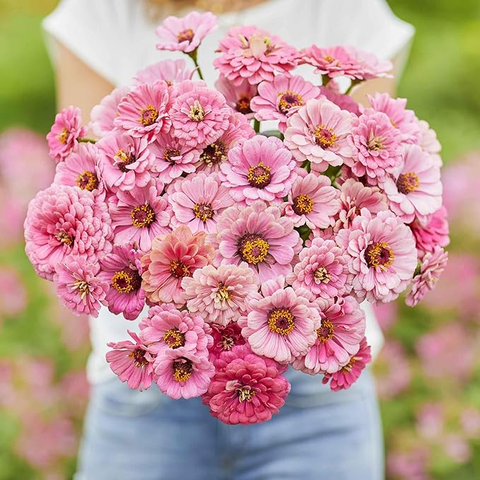 Eden Brothers Zinnia Seeds - Miss Willmott, Non-GMO Seeds for Planting, Packet | Low-Maintenance Flower Seeds, Plant During Spring, Zones 3, 4, 5, 6, 7, 8, 9, 10