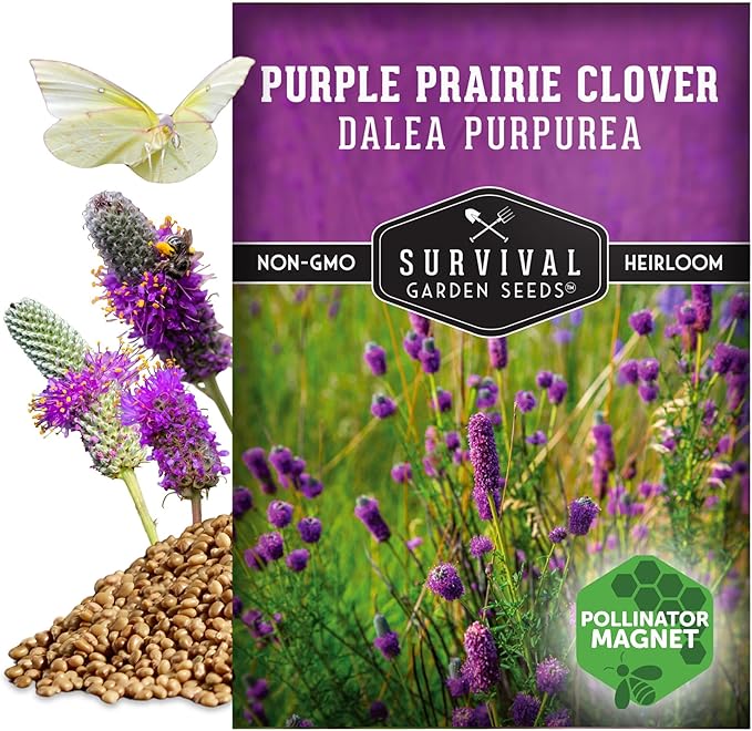 Survival Garden Seeds - Purple Prairie Clover Seeds for Planting | Dalea purpurea | Drought Tolerant North American Native Wildflower - 1 Pack
