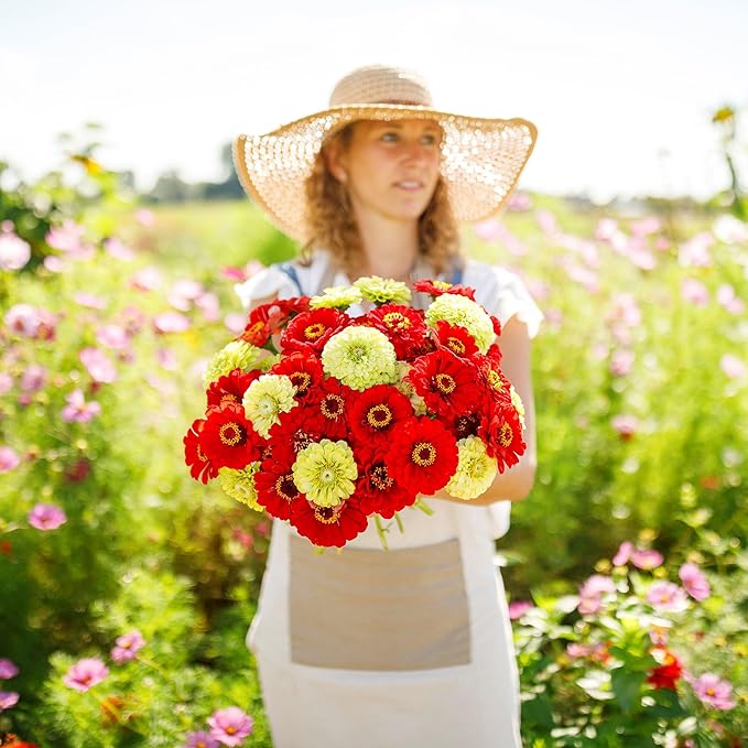 Eden Brothers Zinnia Seeds - Christmas in July Mix, Non-GMO Seeds for Planting, Packet | Low-Maintenance Flower Seeds, Plant During Spring, Zones 3, 4, 5, 6, 7, 8, 9, 10