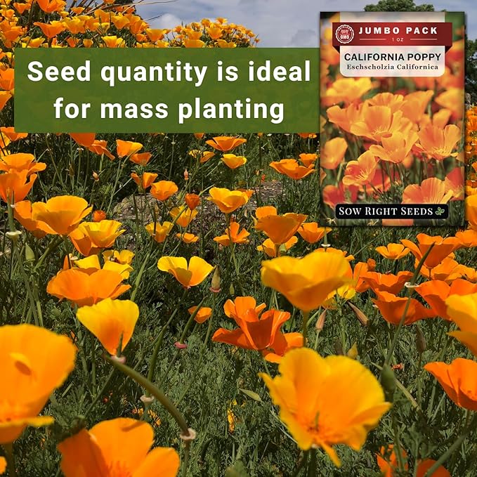 Sow Right Seeds - California Poppy Seeds for Planting - 1 Ounce, 21,000 Seeds - Non-GMO Heirloom Jumbo Pack with Instructions to Grow a Beautiful Flower Garden - Grow an Abundance of Orange Blooms