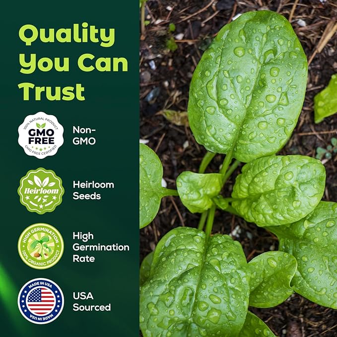 Bloomsdale Spinach Seeds for Planting, 500 Non-GMO Heirloom Seeds — Fast Growing Vegetable Seeds for Spring & Fall Gardens