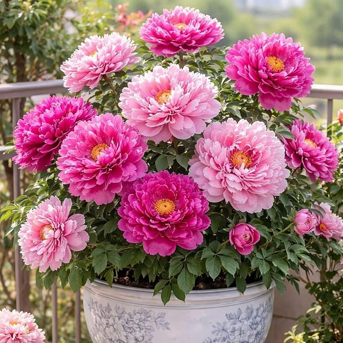 150+ Perennial Peony Flower Seeds for Planting Heirloom Peony Poppy Seeds Open Pollinated Attract Butterflies Outdoor and Indoor