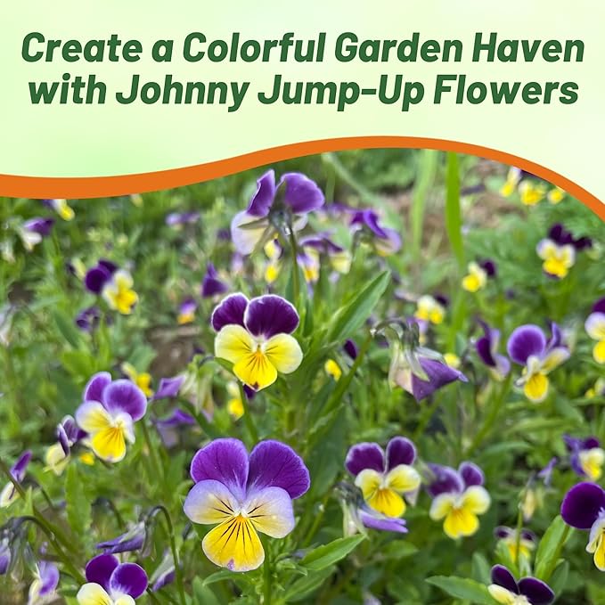 Outsidepride Johnny Jump Up Viola Wild Flower Seeds - 5000 Pcs Easy-to-Grow, Compact & Hardy Perennial Seeds for Planting Outdoors, Ideal for Pollinators, Garden Beds, Containers, & Hanging Baskets