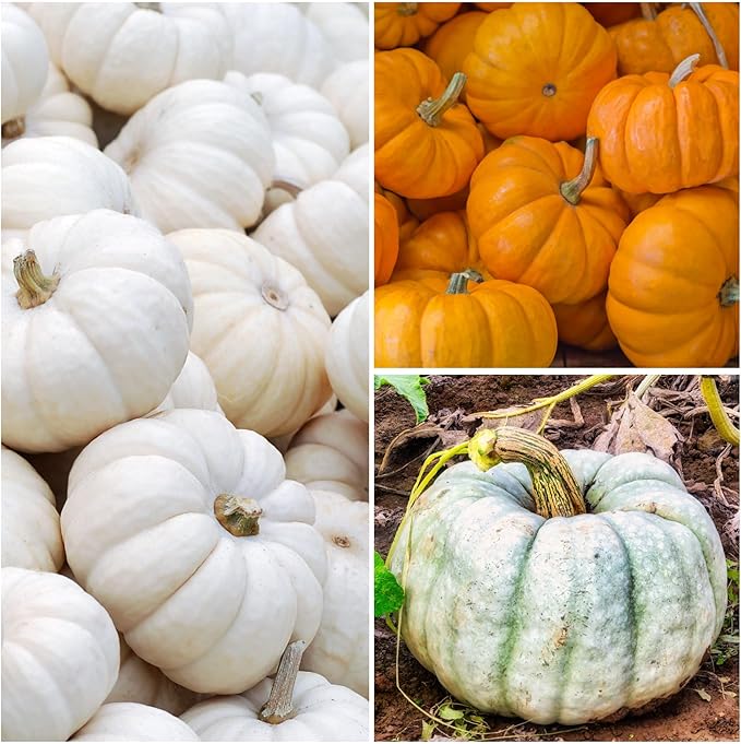 Seed Needs Pumpkin Seeds for Planting a Collection of Non-GMO Heirloom & Untreated Cucurbitas - Blue Jarrahdale, Casper White, Jack Be Little, Baby Boo, Fairytale & Jack O Lantern