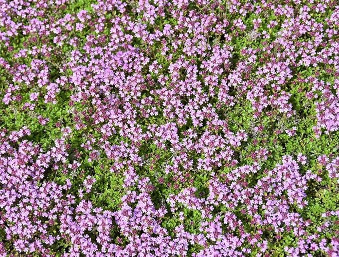 1500+ Creeping Thyme Flowers Seeds Herb Seed Thymus Serpyllum Ground Cover Plant
