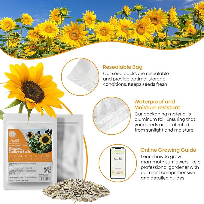 Groundio Mammoth Sunflower Seeds to Plant, 1 Ounce Packet 300+ Seeds, 6-12 FT Giant Sunflower, Non-GMO, Heirloom, High Germination, Grown in the USA
